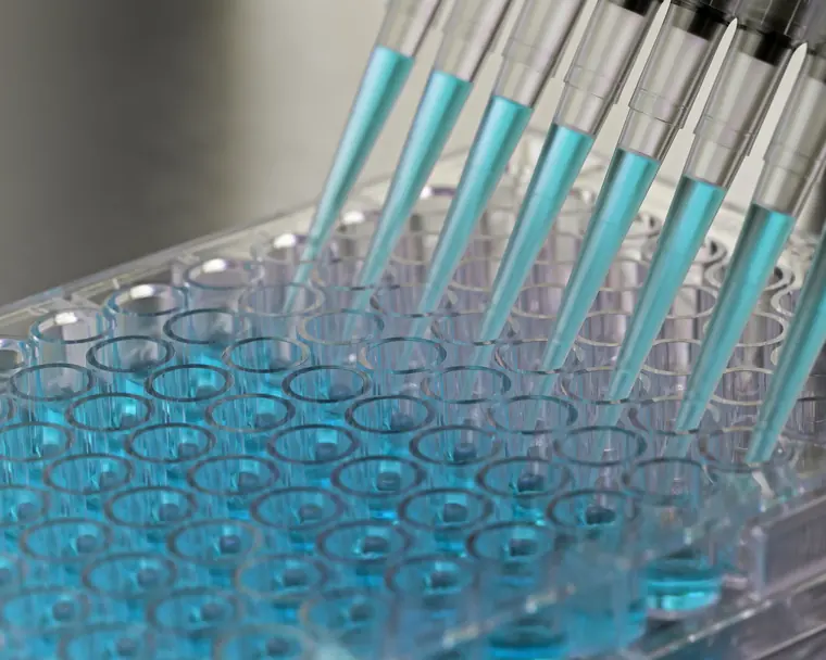 Multichannel pipette dispensing samples into a laboratory plate