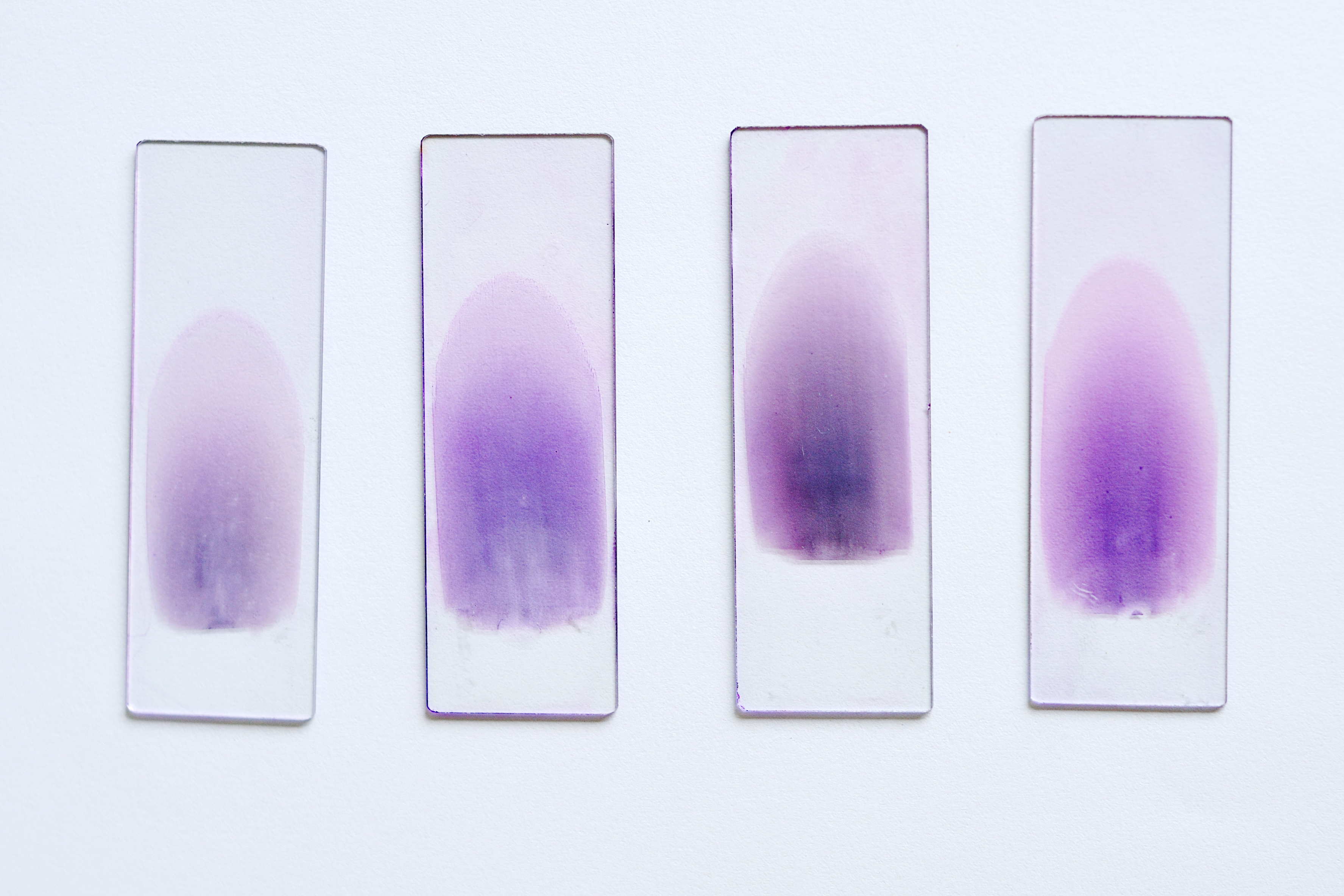 Four laboratory slides with purple-stained samples