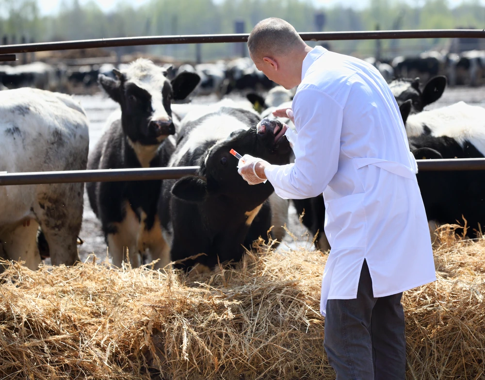 Veterinarian examining cattle at a farm